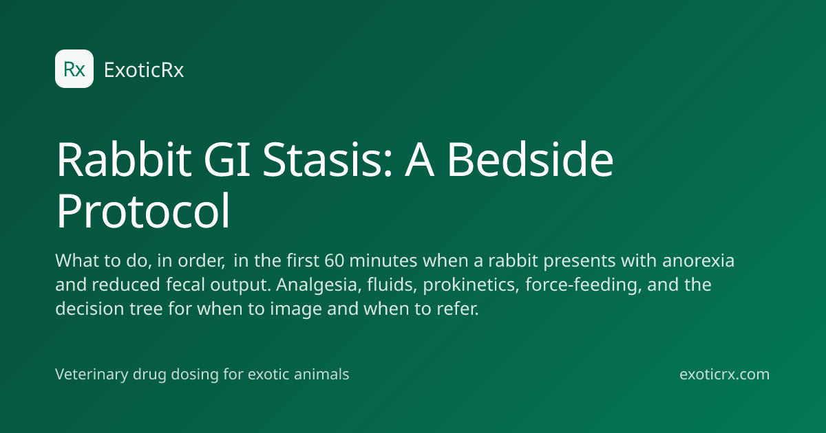 Rabbit GI Stasis: A Bedside Protocol | ExoticRx